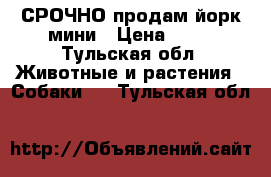 СРОЧНО продам йорк мини › Цена ­ 10 - Тульская обл. Животные и растения » Собаки   . Тульская обл.